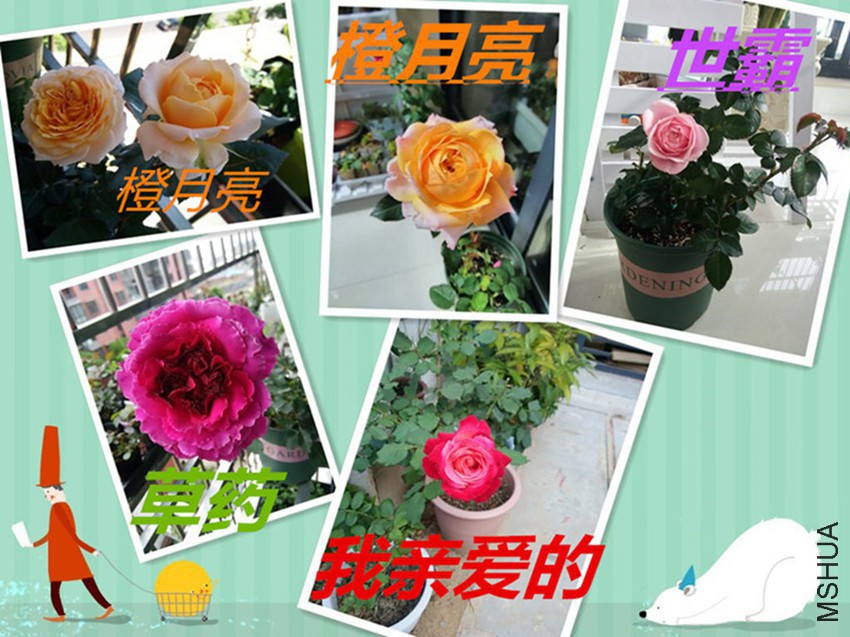 143606nsr4xpp8fsh8rogd.jpg