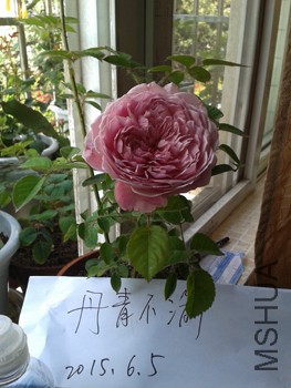 20150605_073826.jpg