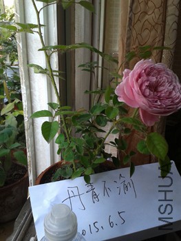 20150605_073850.jpg