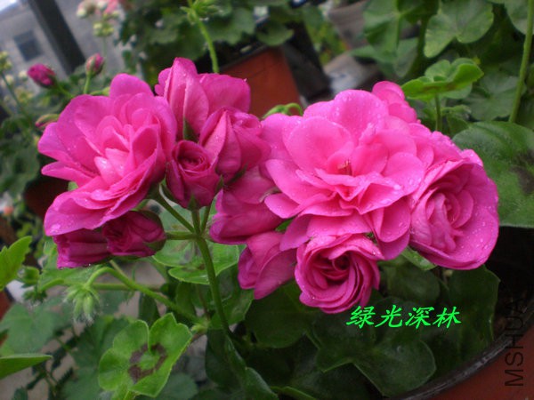 CIMG0207.JPG