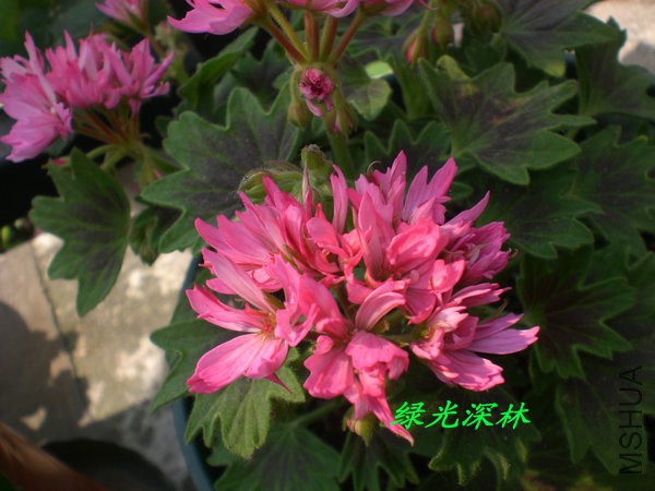 CIMG0150.JPG