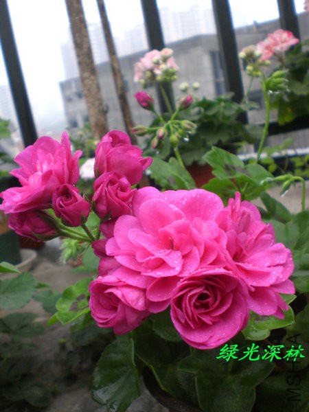 CIMG0206.JPG