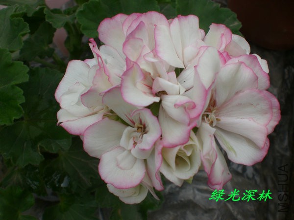 CIMG0245.JPG