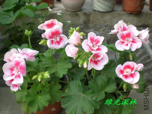 CIMG0276.JPG