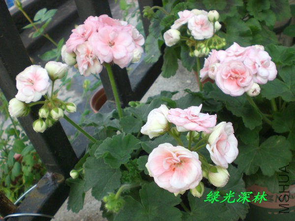 CIMG0278.JPG