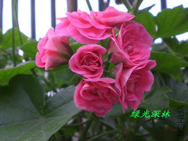 CIMG0284.JPG