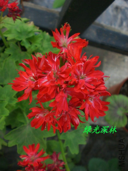 CIMG0289.JPG