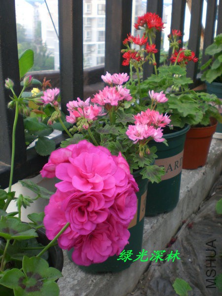 CIMG0287.JPG
