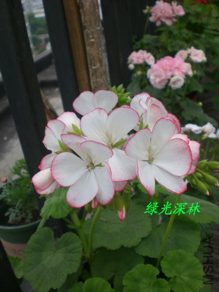 CIMG0310.JPG