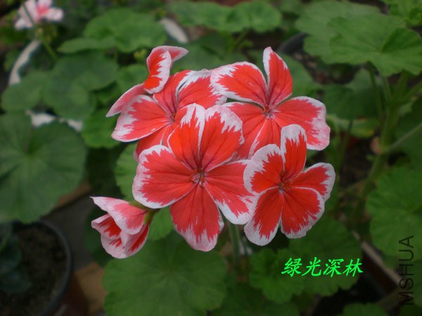 CIMG0328.JPG