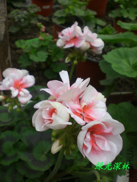 CIMG0329.JPG