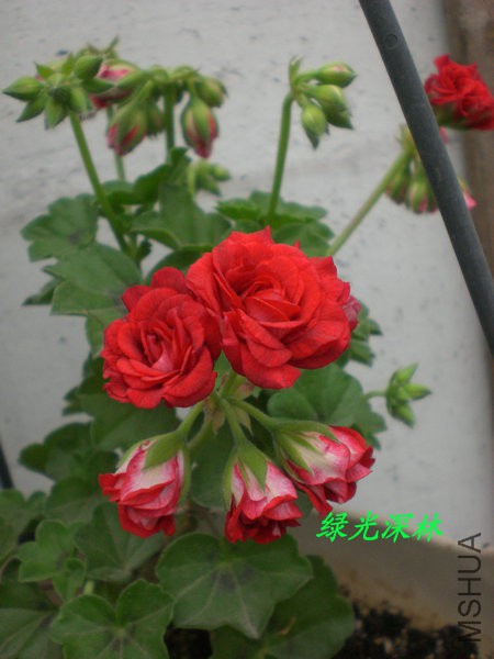 CIMG0330.JPG