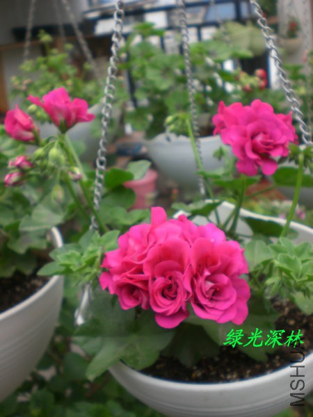 CIMG0335.JPG