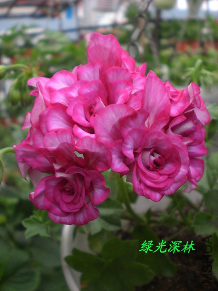 CIMG0350.JPG