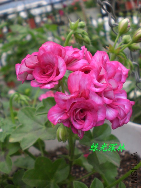 CIMG0351.JPG
