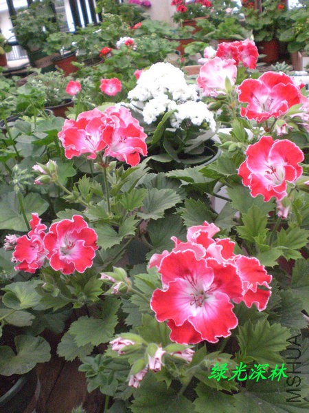 CIMG0721.JPG