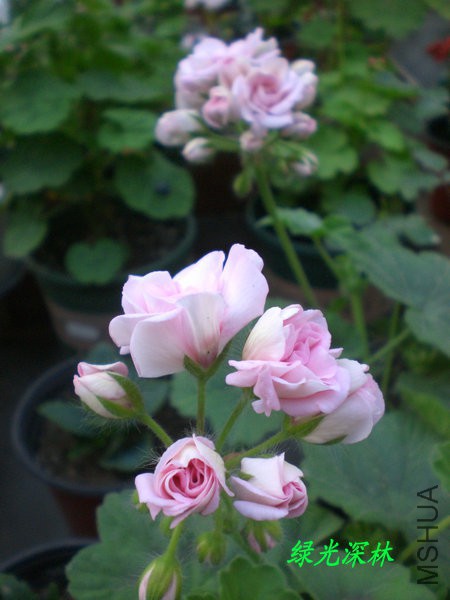 CIMG0558.JPG