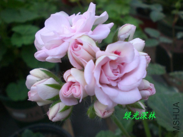 CIMG0557.JPG