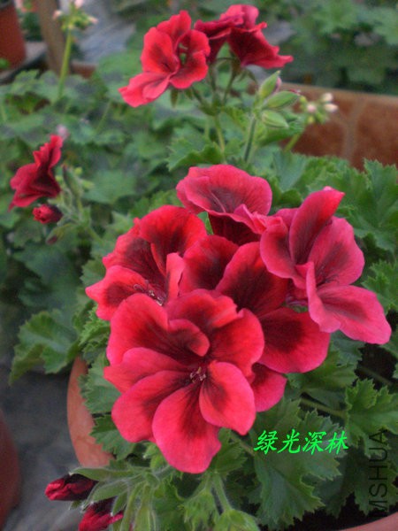 CIMG0563.JPG