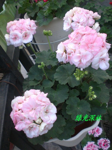 CIMG0570.JPG