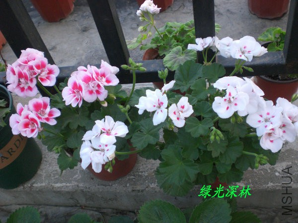 CIMG0574.JPG