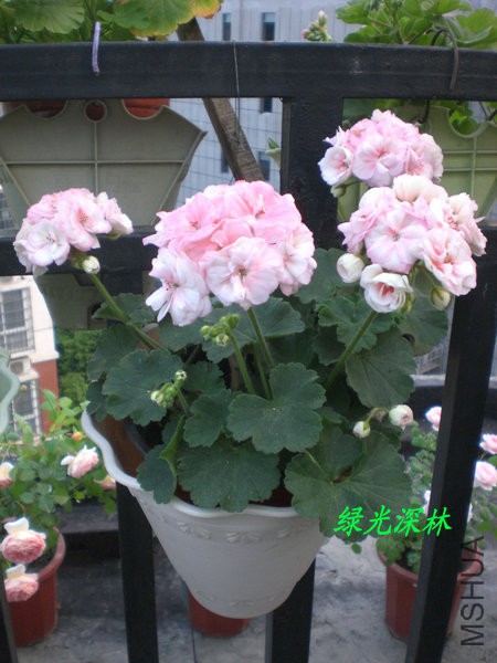 CIMG0571.JPG
