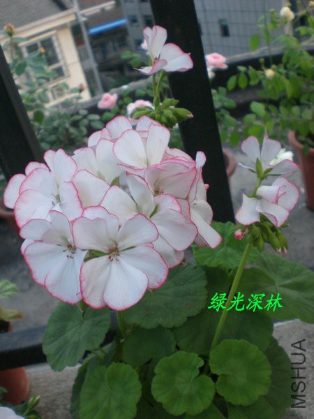 CIMG0575.JPG