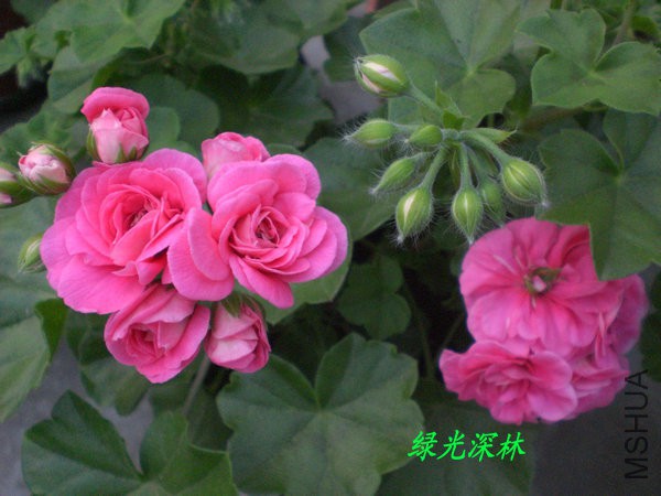 CIMG0580.JPG