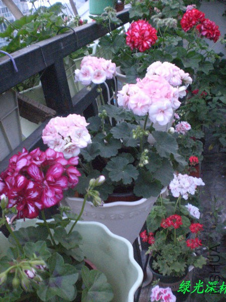 CIMG0590.JPG