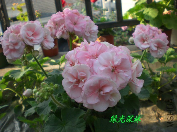 CIMG0601.JPG