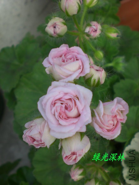 CIMG0602.JPG