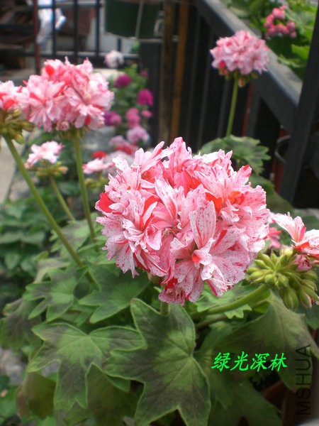 CIMG0624.JPG