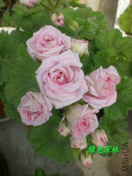 CIMG0628.JPG