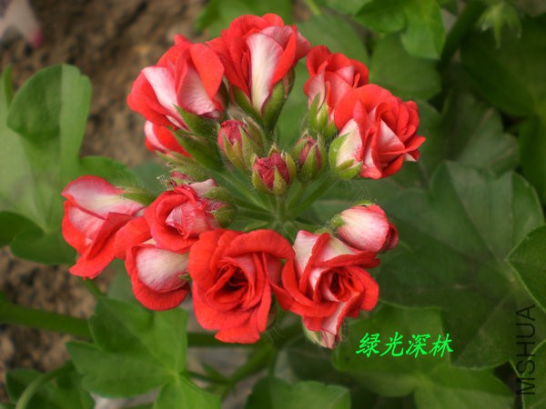 CIMG0638.JPG