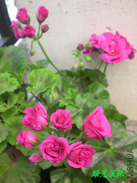 CIMG0645.JPG