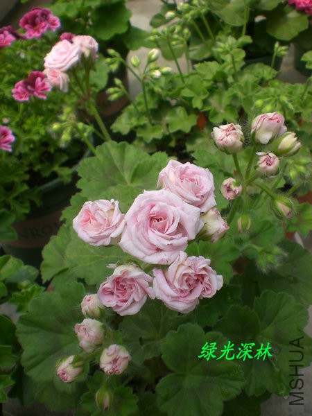 CIMG0669.JPG