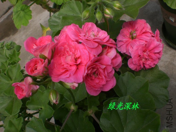 CIMG0670.JPG