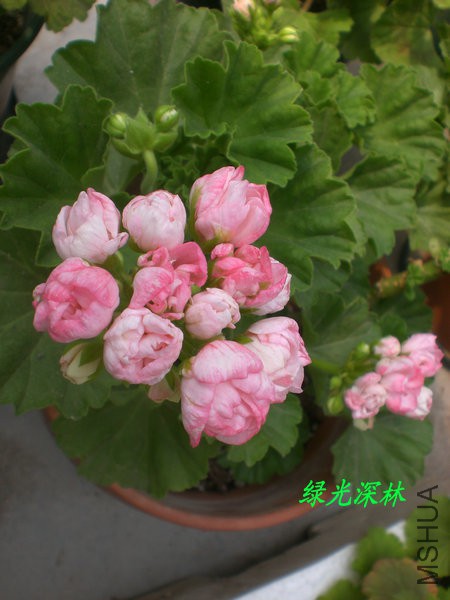 CIMG0672.JPG