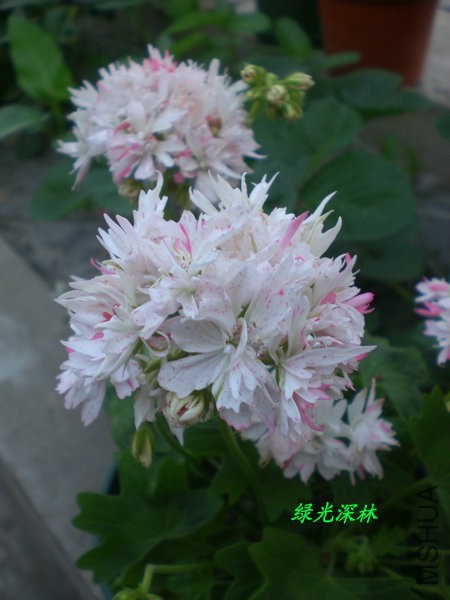 CIMG0888.JPG