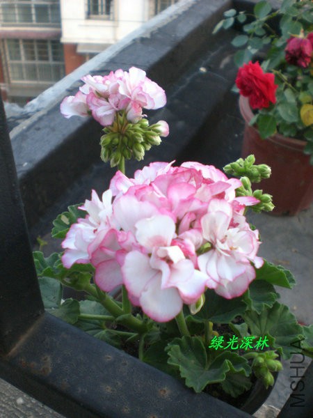 CIMG0894.JPG