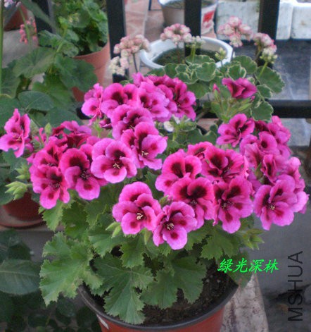 CIMG0902.JPG