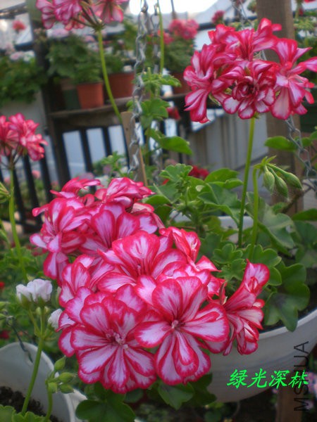 CIMG0910.JPG