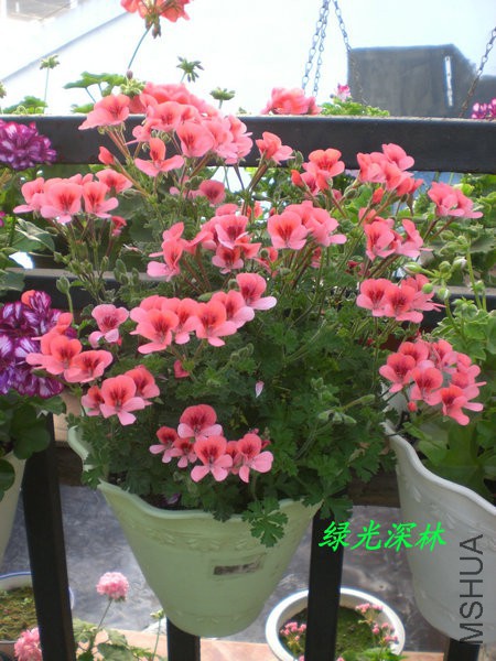 CIMG0916.JPG
