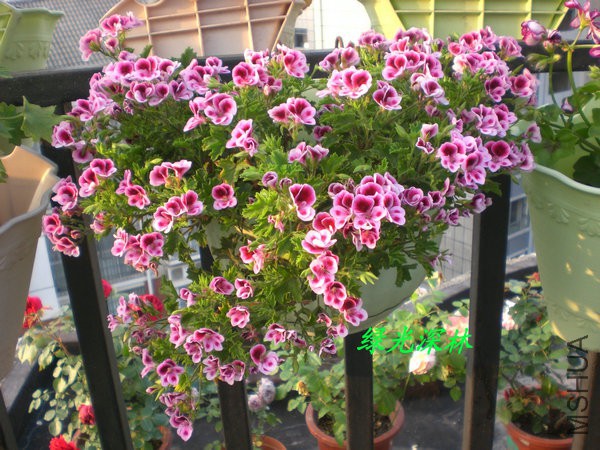 CIMG0926.JPG