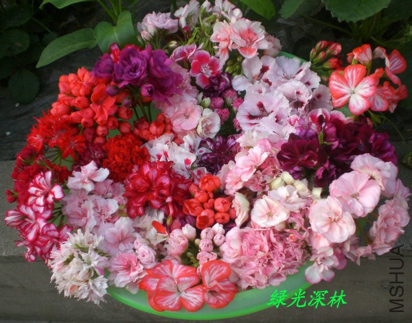 CIMG0937.JPG