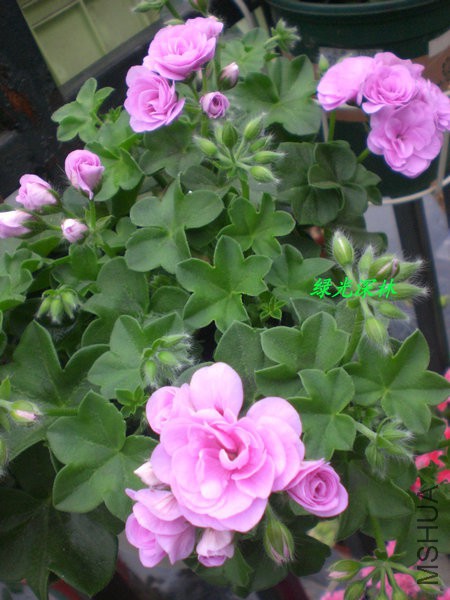 CIMG0975.JPG