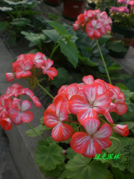 CIMG0944.JPG