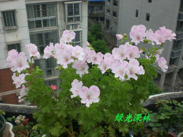 CIMG1099.JPG