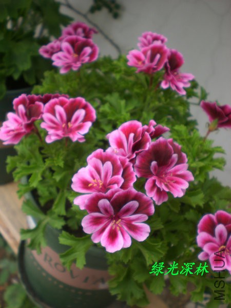 CIMG0748.JPG