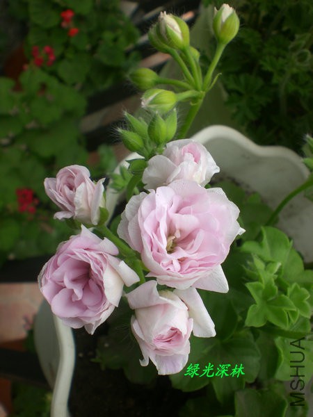 CIMG0763.JPG